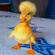 duckdon