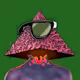 jkusdev