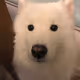 PolarbearTony