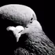 0xad746391d58ca1d8b6992f2ba9b941809560e645