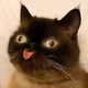 shploof