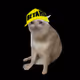 cash_cats