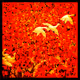 John_collectsNFTs