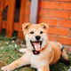 ToshiTheShiba