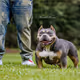 Bamalinebullys