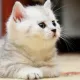 kitten13