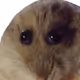 FgoKermit