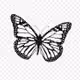 Tanguylc_