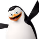 penguin111