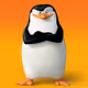 penguin11