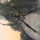 Craw50