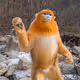 OrangeMonkey