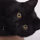 _black__