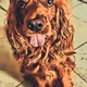 PetArtist