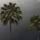 TwoPalmTrees