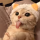 Iambbi