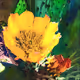 AFRICANFLOWERZA
