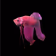 SSMinnowJohnson