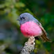Pinkbird