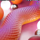 Python-X