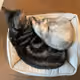 catwalker23