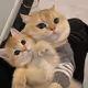 0xb169aadb5be7c1e0396810f247ce4690396a0248