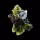 fraxinus_