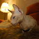 Purr