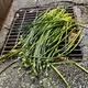 Chinese-chives174