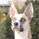 AtomicDoge1
