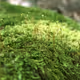 Fogglermoss