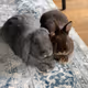 Charlytherabbit