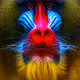 Mandrill_Musketeers_Club