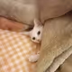 kyubi_1412