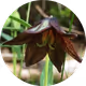 Gaeaphile
