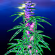 0xb376ba5e41e188507a37a44b57cc250c626be52c