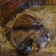 TrueUnnamedFoals