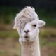 llamaburner