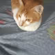 JazNFT
