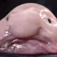 blobbi