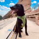 LEWISTHEDOG