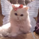 Nastya_flipnftbot