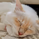 PURRfectWorld