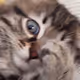 Tuffy_duck