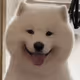 kingWWS