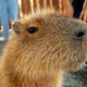 CapyBaraGod420