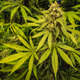 9ftGanja