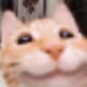 Mr_fenik