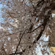 matsu-kichi