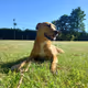 magickdog639